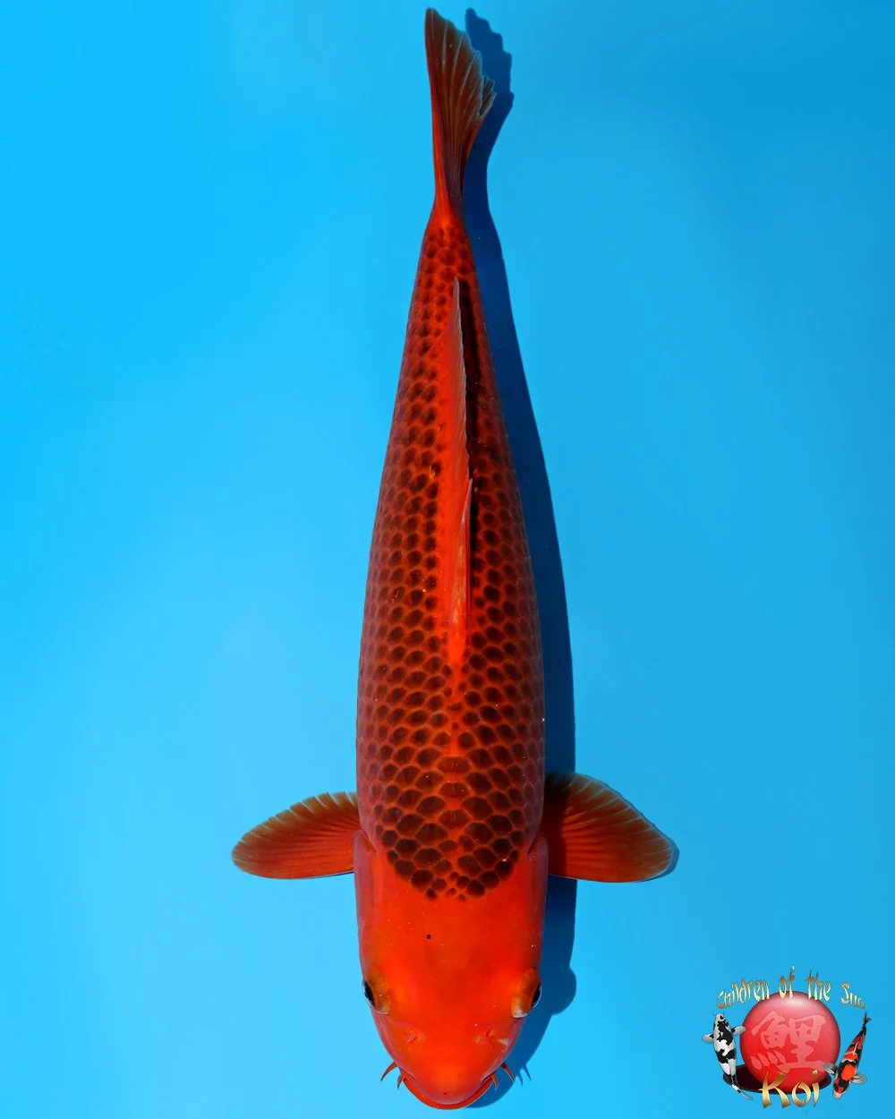 Dainichi Nisai Black Diamond — Children of the Sun Koi - Japanese